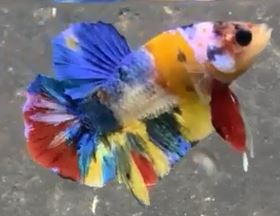 multi color giant--- email:sentkh@yahoo.com or call 714-326-3406