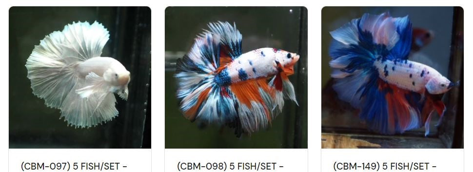 HALFMOON MALE BETTAS -- sentkh@yahoo.com or call 714-326-3406